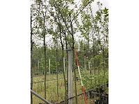 Pruimenboom - vrucht- / fruitboom - afbeelding 2 van  2