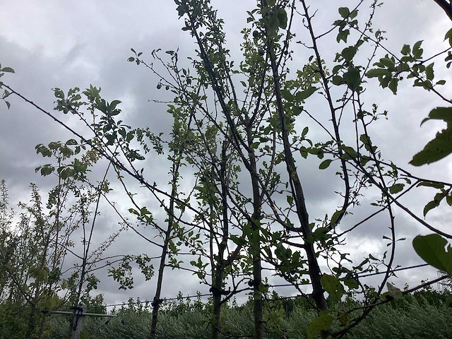 Pruimenboom - vrucht- / fruitboom - afbeelding 1 van  2