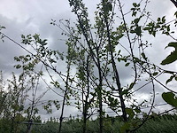 Pruimenboom - vrucht- / fruitboom - afbeelding 1 van  2