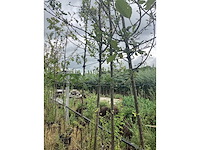 Pruimenboom - vrucht- / fruitboom - afbeelding 1 van  2