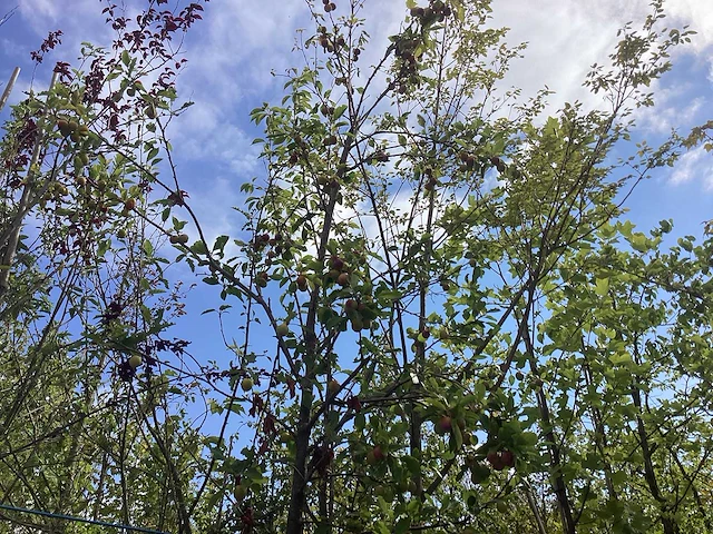 Pruimenboom - vrucht- / fruitboom - afbeelding 2 van  3