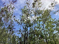 Pruimenboom - vrucht- / fruitboom