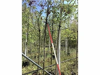 Pruimenboom - vrucht- / fruitboom - afbeelding 3 van  3