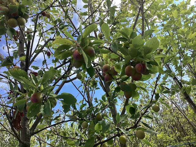 Pruimenboom - vrucht- / fruitboom - afbeelding 1 van  3