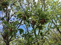 Pruimenboom - vrucht- / fruitboom - afbeelding 1 van  3