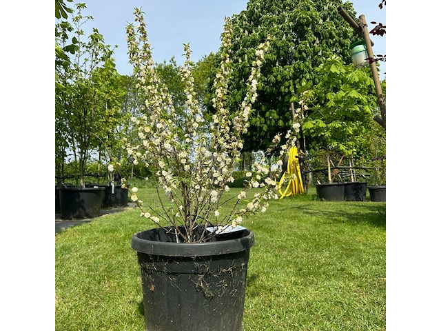 Prunus glandulosa 'alba plena' (witte amandel) - afbeelding 1 van  2