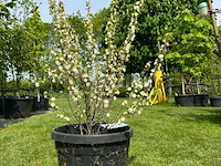 Prunus glandulosa 'alba plena' (witte amandel) - afbeelding 1 van  2