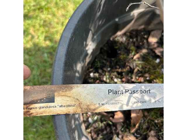 Prunus glandulosa 'alba plena' (witte amandel) - afbeelding 2 van  2