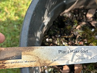Prunus glandulosa 'alba plena' (witte amandel) - afbeelding 2 van  2