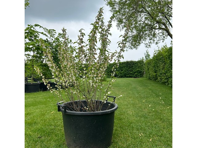 Prunus glandulosa 'alba plena' (witte amandel) - afbeelding 1 van  2