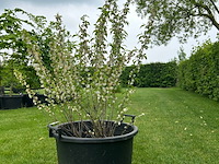 Prunus glandulosa 'alba plena' (witte amandel) - afbeelding 1 van  2