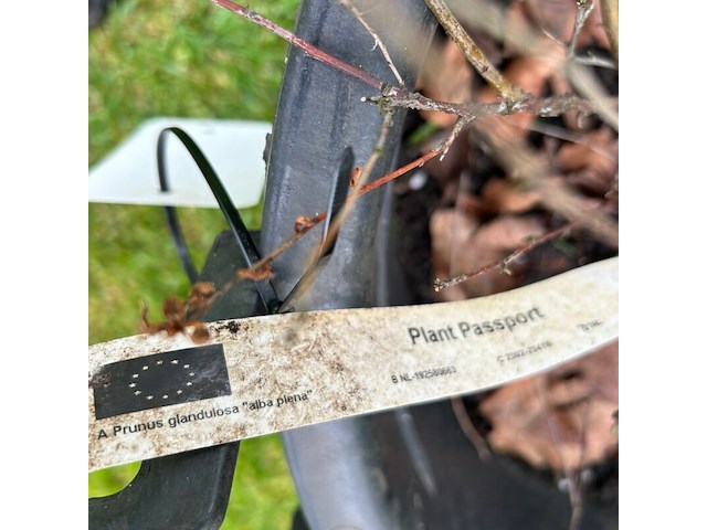 Prunus glandulosa 'alba plena' (witte amandel) - afbeelding 2 van  2