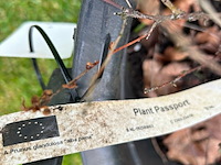 Prunus glandulosa 'alba plena' (witte amandel) - afbeelding 2 van  2