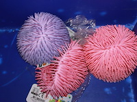 Pufferballen 3x in ds 2 - afbeelding 1 van  3