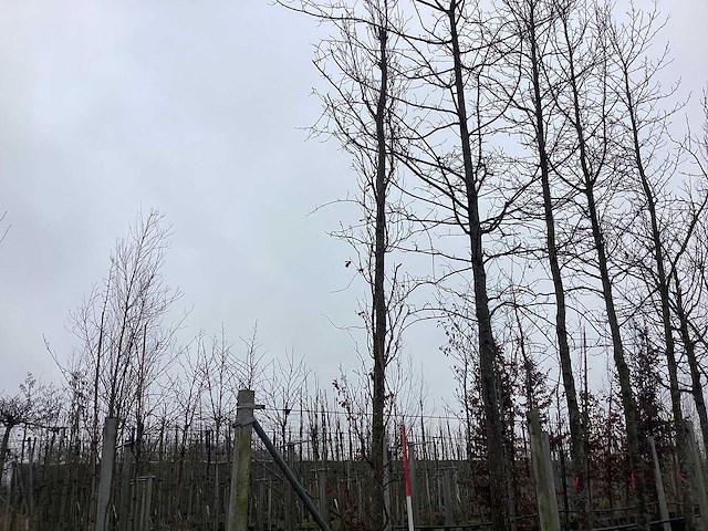 Pyramidale eik - vormbomen - afbeelding 1 van  3