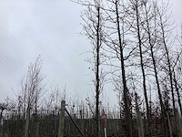 Pyramidale eik - vormbomen - afbeelding 1 van  3