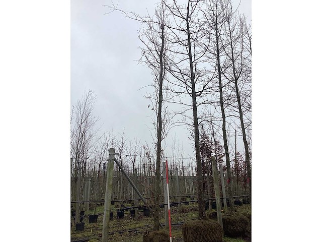 Pyramidale eik - vormbomen - afbeelding 2 van  3