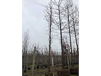 Pyramidale eik - vormbomen - afbeelding 2 van  3