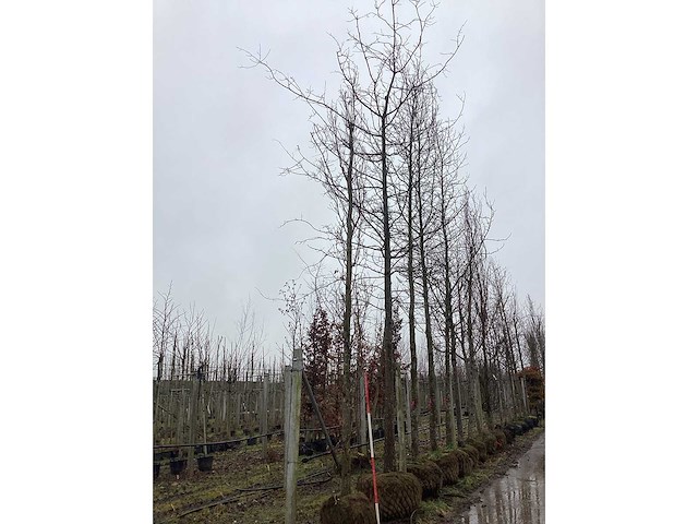 Pyramidale eik - vormbomen - afbeelding 3 van  3