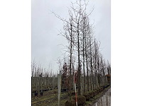 Pyramidale eik - vormbomen - afbeelding 3 van  3