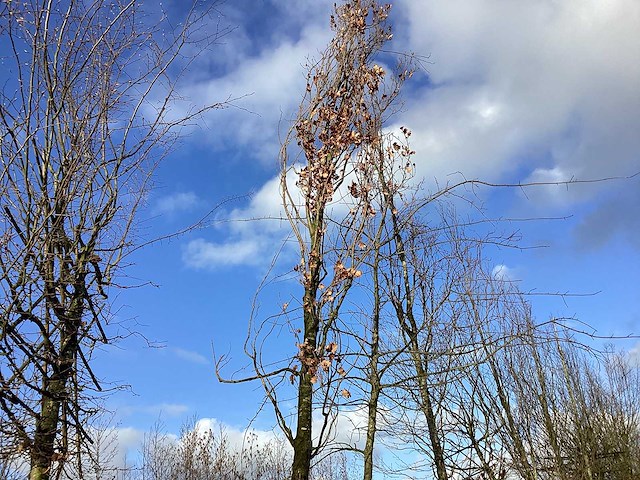 Pyramidale eik - vormboom - afbeelding 1 van  2