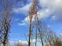 Pyramidale eik - vormboom - afbeelding 1 van  2