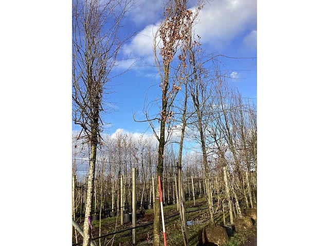 Pyramidale eik - vormboom - afbeelding 2 van  2