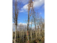 Pyramidale eik - vormboom - afbeelding 2 van  2