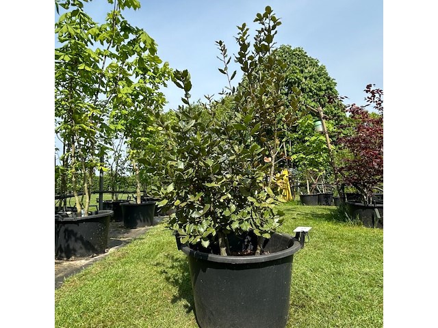 Quercus ilex (steeneik) - afbeelding 1 van  2