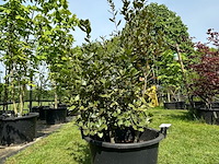 Quercus ilex (steeneik) - afbeelding 1 van  2
