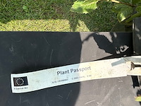 Quercus ilex (steeneik) - afbeelding 2 van  2