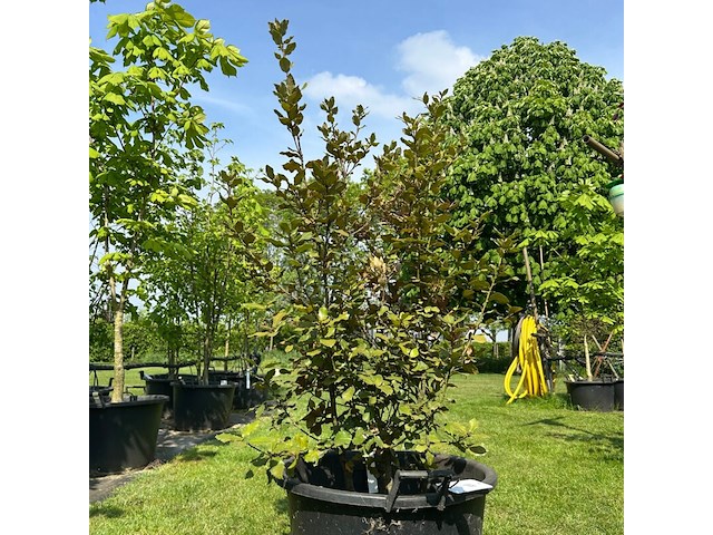 Quercus ilex (steeneik) - afbeelding 1 van  2
