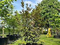 Quercus ilex (steeneik) - afbeelding 1 van  2