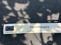 Quercus ilex (steeneik) - afbeelding 2 van  2