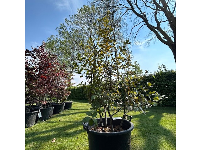 Quercus ilex (steeneik) - afbeelding 1 van  2