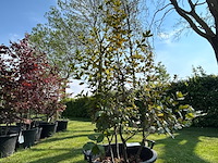 Quercus ilex (steeneik) - afbeelding 1 van  2