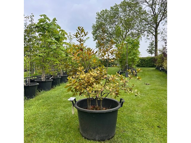 Quercus ilex (steeneik) - afbeelding 1 van  2