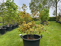 Quercus ilex (steeneik) - afbeelding 1 van  2