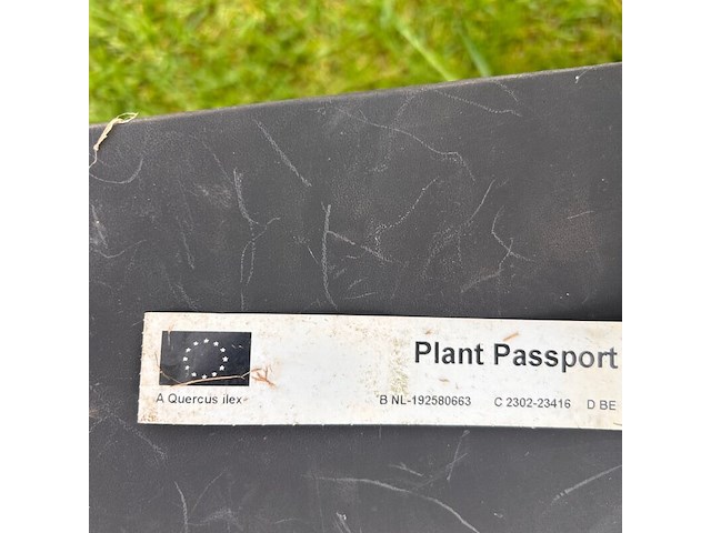 Quercus ilex (steeneik) - afbeelding 2 van  2