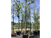Quercus palustris - laanboom - afbeelding 2 van  2