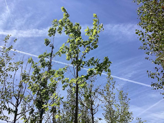 Quercus palustris - laanboom - afbeelding 2 van  2