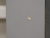 Raamkozijn t.b.v. tuinhuis - 45.5x8.3x204cm - afbeelding 3 van  5