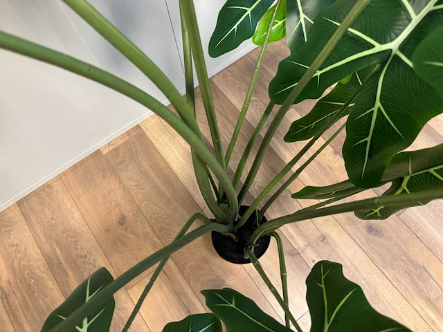 Real touch alocasia tree kunstplant (2x) (175cm hoog) - afbeelding 10 van  11