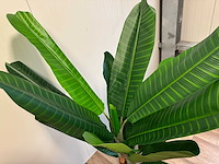 Real touch banana tree kunstplant (200cm hoog) - afbeelding 13 van  16