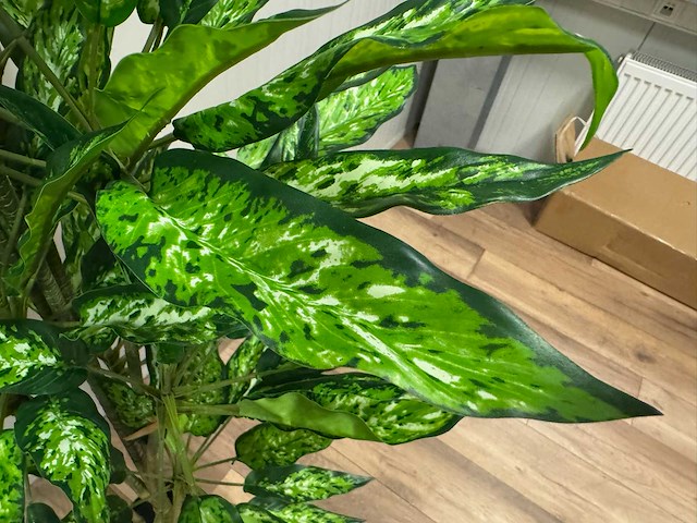 Real touch dieffenbachia kunstplant (160cm hoog) - afbeelding 4 van  13