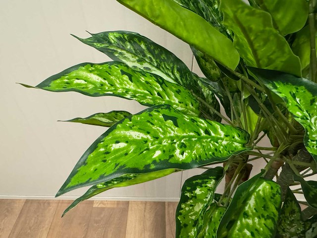 Real touch dieffenbachia kunstplant (160cm hoog) - afbeelding 5 van  13