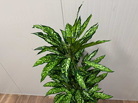 Real touch dieffenbachia kunstplant (160cm hoog) - afbeelding 7 van  8