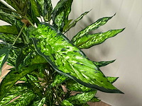 Real touch dieffenbachia kunstplant (160cm hoog) - afbeelding 8 van  8