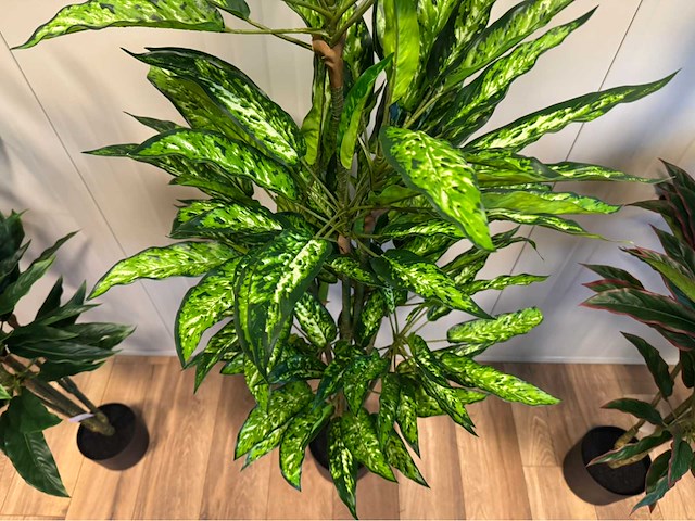 Real touch dieffenbachia kunstplant (3x) - afbeelding 8 van  10
