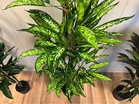 Real touch dieffenbachia kunstplant (3x) - afbeelding 8 van  10